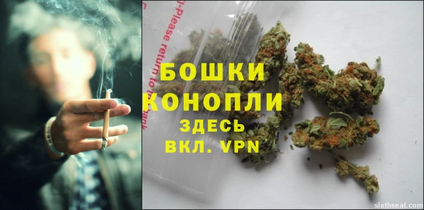 прущие грибы Горно-Алтайск